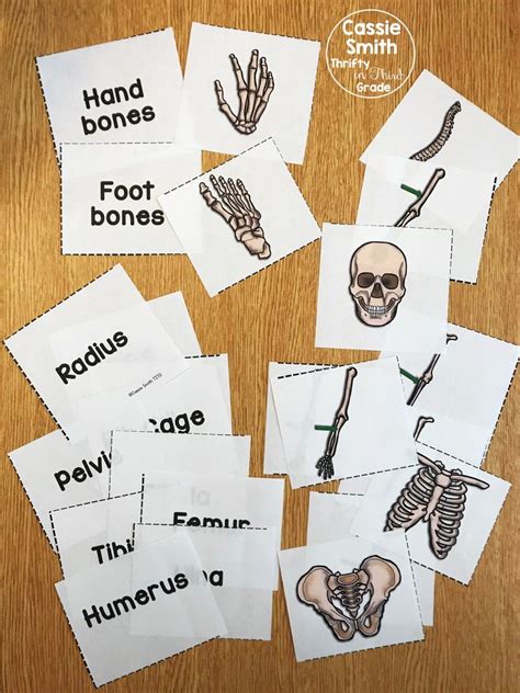 Skeletal System Activities Elementary Printable Free Printable Templates