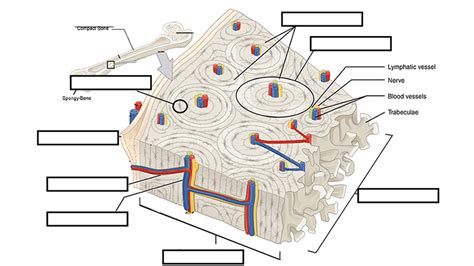 Diagram Of Bio 1210 LAB Bones And Bone Markings Quizlet