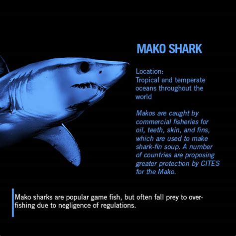 Mako Shark | Wild For Life