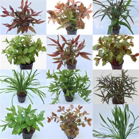 Mixed Submerged Pot Plants (Assorted 10) Live Aquarium Plant ...