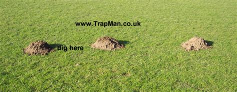 Mole Trapping How To Trap Moles