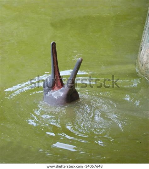 Baby Pink River Dolphin Zoo Near Stock Photo 34057648 | Shutterstock