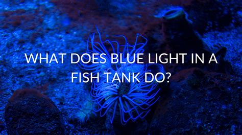 What Does Blue Light In A Fish Tank Do?