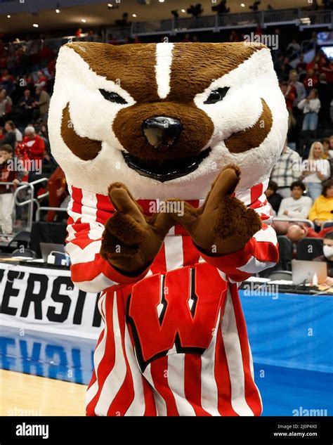 wisconsin badgers mascot bucky badger  res stock photography