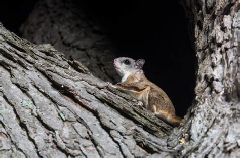 What Do Flying Squirrels Like To Eat Most