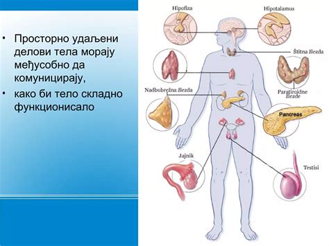 Endokrini sistem | PPT