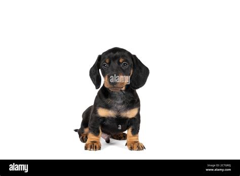 Portrait Of A Black And Tan Dachshund Pup Sitting Isolated On A White