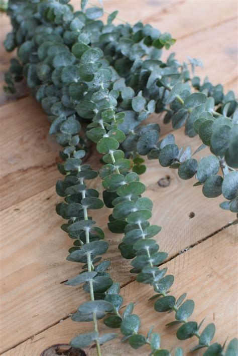 Eukalyptus Baby Blue Mrs Greenery