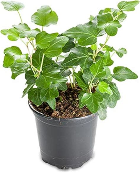 Potted English Ivy