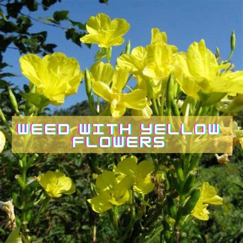 9 Best Weed With Yellow Flowers Benefits Problems And Identification