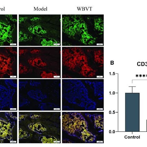 A Shows The Expression Of CD31 And Emcn In The Rat Femoral Head B