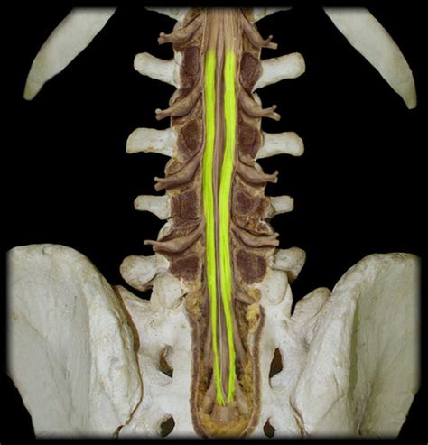 Nervous System Apr Flashcards Quizlet