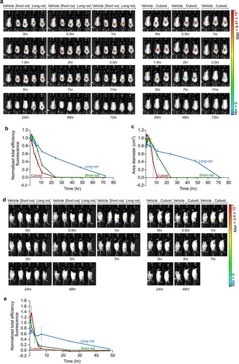 Biodistribution Of Different DNA Origami Nanostructures A Live Image