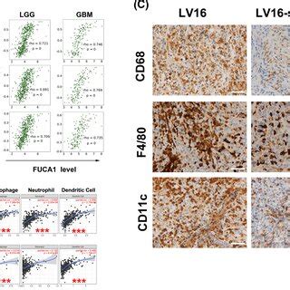 Silencing Lfucosidase Fuca Inhibits Macrophage Infiltration