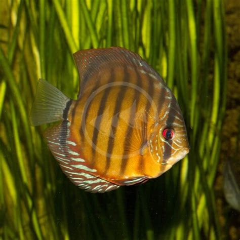 DISCUS BROWN WILD TYPE Symphysodon Aequifasciatus Aquatics Unlimited