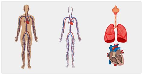Quantos Quilômetros De Vaso Sanguíneo Tem O Corpo Humano