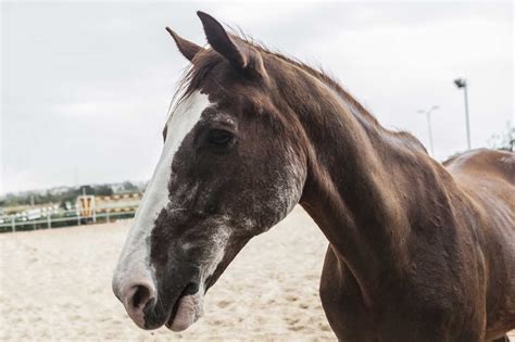 Im Concerned About My Senior Horses Mental Happiness How Can I Keep