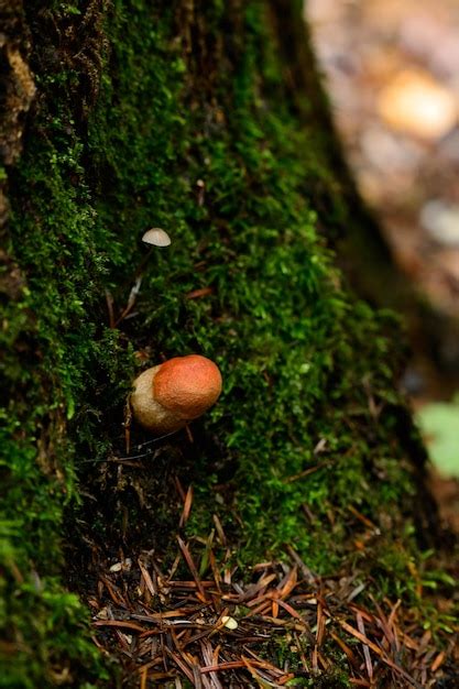 O boleto cresce na casca das árvores cobertas de musgo um cogumelo