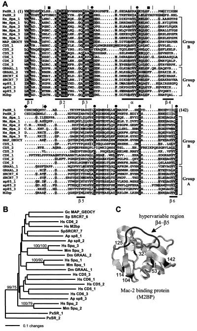 Analysis Of The SRCR Domain A Structurally Based Sequence Alignment Of