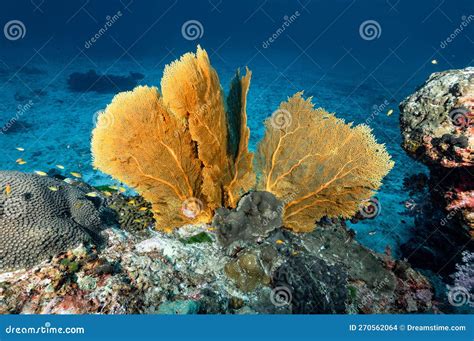 Giant Sea Fan With Coral Reef In Thailand Stock Photo Image Of Animal