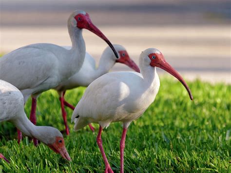 White Ibis Group On Grass Photograph By Jill Nightingale Pixels