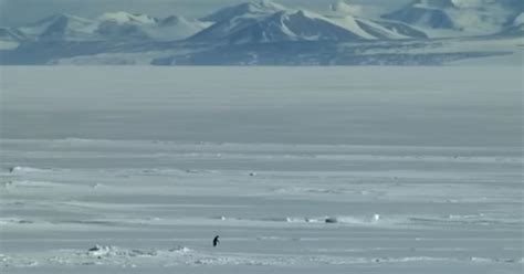 people      penguin    mountain shigjetanet
