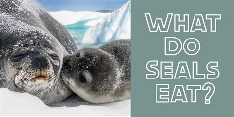 What Do Seals Eat? - ArcticLook