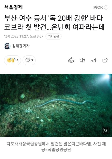 오싹오싹 부산 여수 등서 맹독성 바다 코브라 발견gisa 지금국내엔 네모판