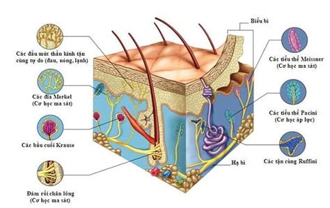 Cấu tạo da - hãy đọc nếu bạn muốn có làn da trắng sáng hơn - LASEN.COM.VN