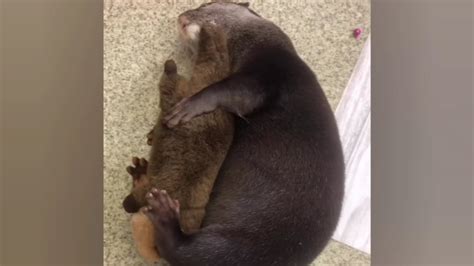 Otter Maiji Makes Such A Pamper Noise When She Was About To Sleep