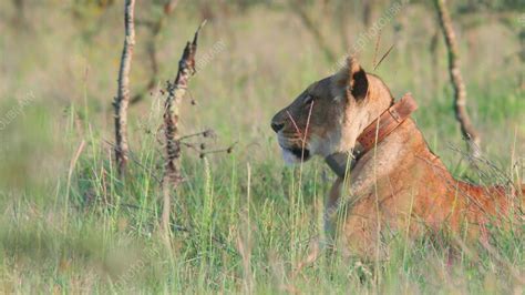 Collared Female Lion Resting Stock Video Clip K012 9670 Science