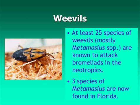 Insect and Related Pests of Bromeliads