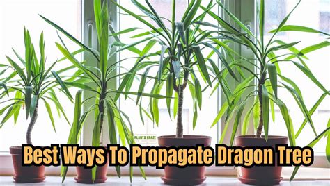 How To Propagate Dragon Tree? [Best Propagation Method]