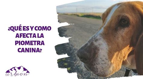 Qu Es Y Como Afecta La Piometra Canina Cl Nica Veterinaria En Soria