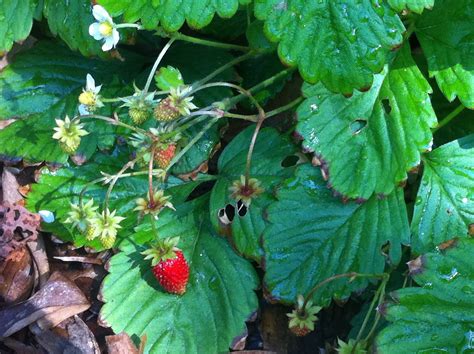 elgin eco house: under the magnolia tree 