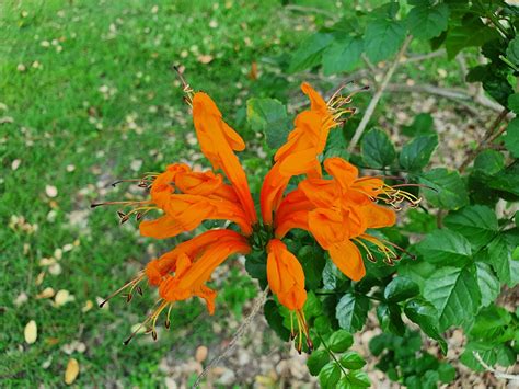 pollen flower honeusuckle  photo  pixabay pixabay