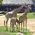 BIOPARC Valencia celebra el Día internacional de la Jirafa Publi Parques