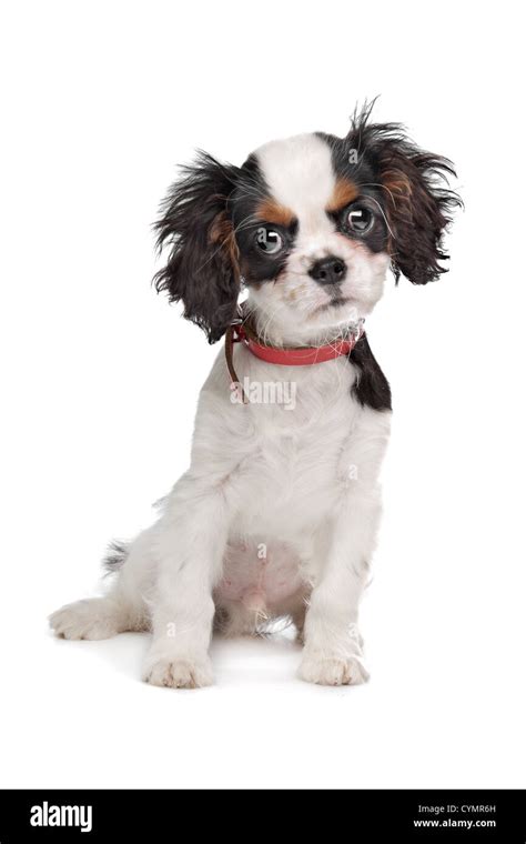 Cavalier King Charles Spaniel In Front Of A White Background Stock