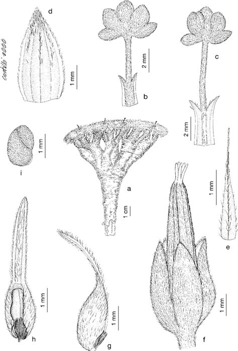 Geranium Planum Halloy A Habit B Leaf Abaxial Side C Leaf Download Scientific Diagram