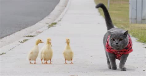 Un Maestoso Gatto Aiuta Dei Cuccioli Di Papera Ad Attraversare La