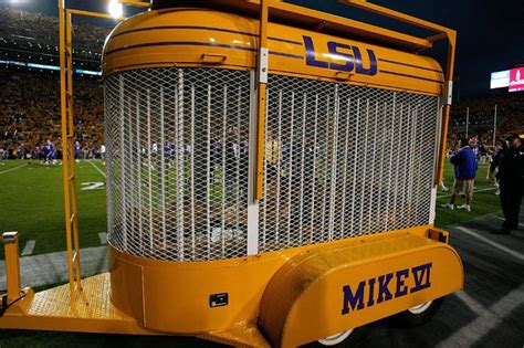 Lsu Mascot Mike The Tiger Chooses To Stay Home On Game Days The