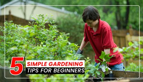 5 Simple Gardening Tips For Beginners Blogs