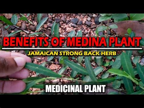 Benefits Of Jamaican Medina Herb Strong Back Medicinal Plant Series