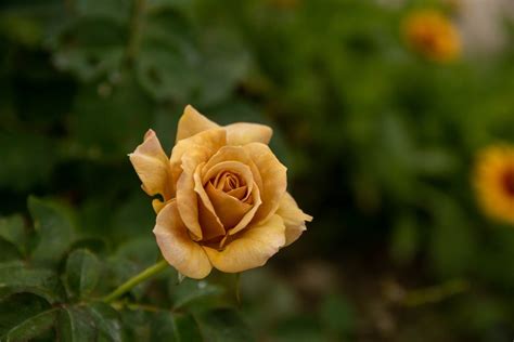 A Blooming Yellow Rose in Close-Up Photography · Free Stock Photo