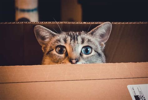 Pourquoi les chats aiment autant les boîtes en carton