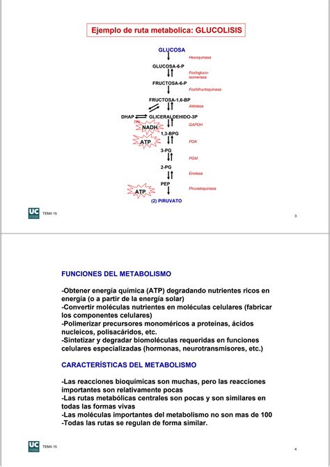 Solution Introducci N Al Metabolismo Y Bioenerg Tica Studypool