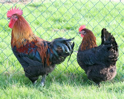 Poules De Grande Taille De Race Levage Et Vente Ferme De Beaumont