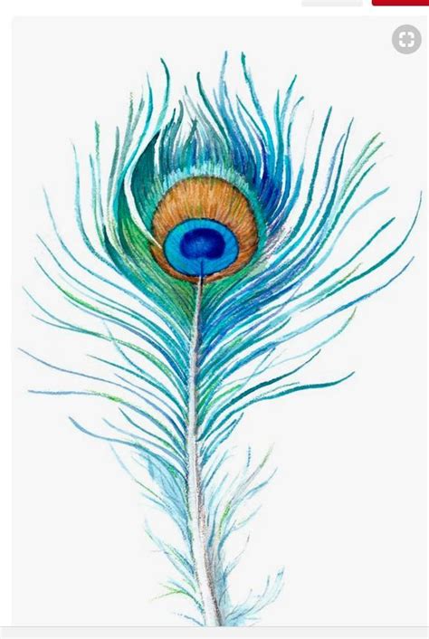 Peacock Feather Drawing Feather Illustration Watercolor Peacock