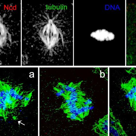 Spindle Morphology In Klp10adepleted S2 Cells Depletion Of Klp10a By