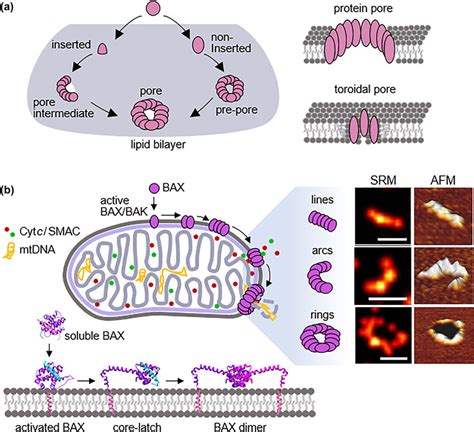 Self Inflicted Membrane Damage Signalling Pathway Of Pyroptosis A